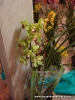 Exposição de Orquídeas 02/09/2011